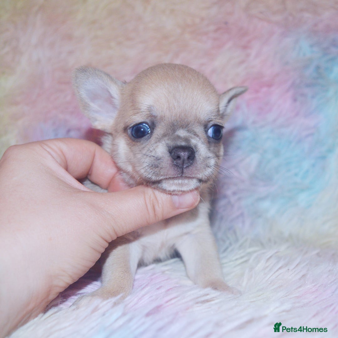 Chihuahua dogs for sale: KC REG HEALTH TESTED CHIHUAHUA BABIES - Image 15