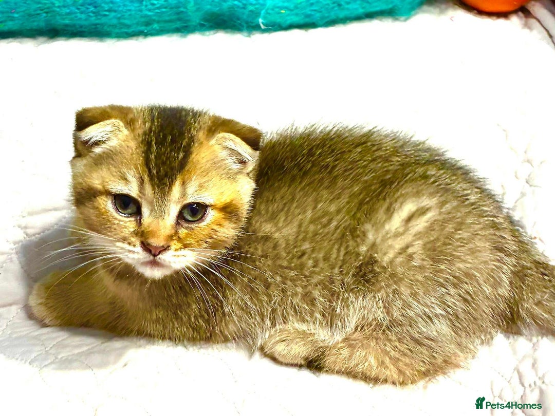 Scottish Fold cats for sale: 3 Scottish Fold Kittens for sale - Advert 14