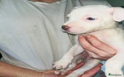 American Bull Staffy dogs for sale: 2 Female American bull x staff puppies left - Image 38