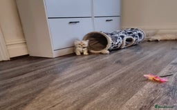 Persian cats for sale: Persian chinchilla  - Image 4