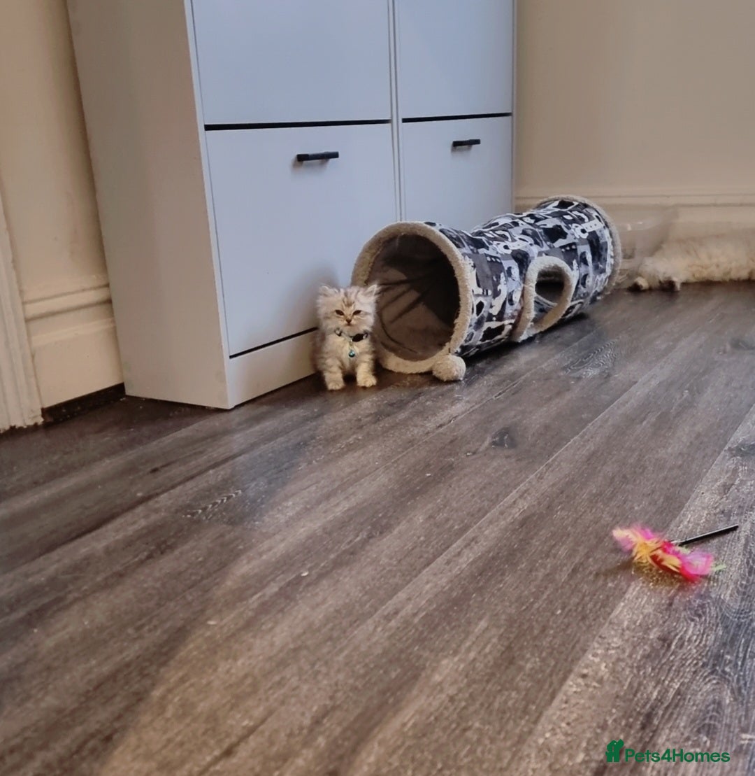Persian cats for sale: Persian chinchilla  - Image 4