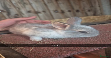 Lionhead rabbits - Advert 7