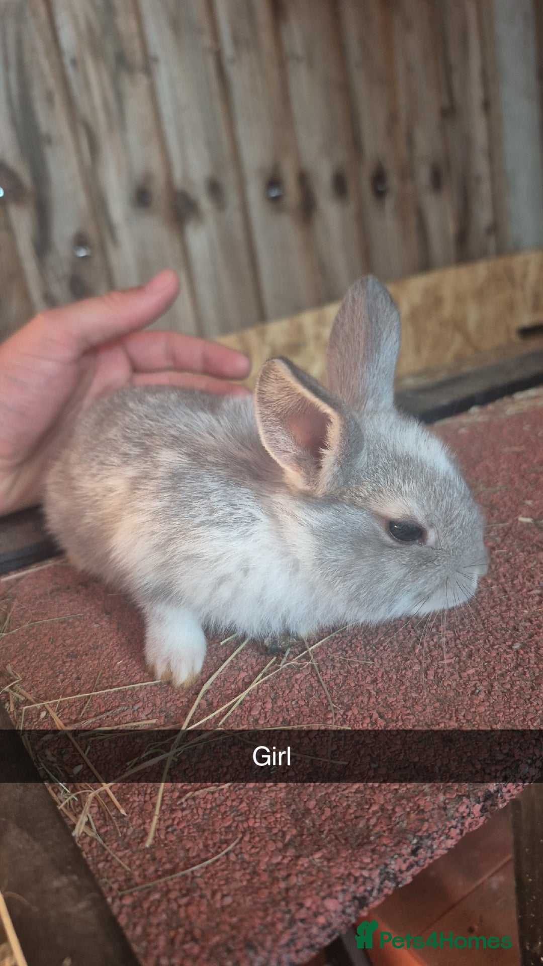 Lionhead rabbits for sale: 8 week old Lionhead baby rabbits - Image 3