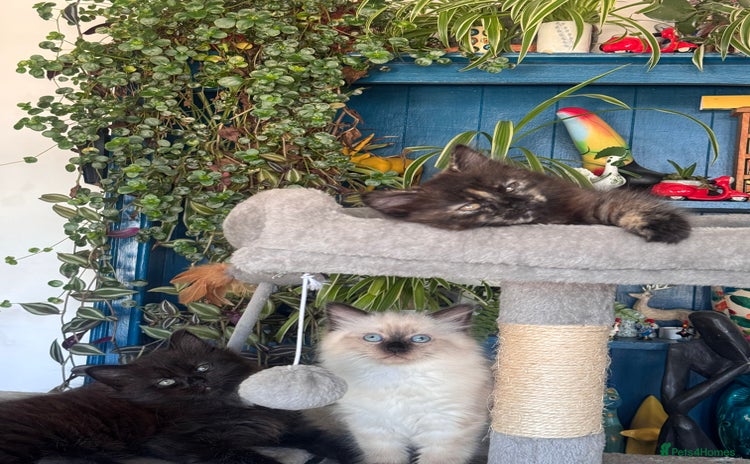 Mixed Breed cats - Advert 4