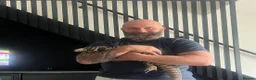 Lizard reptiles for sale: Tagu male  - Advert 5