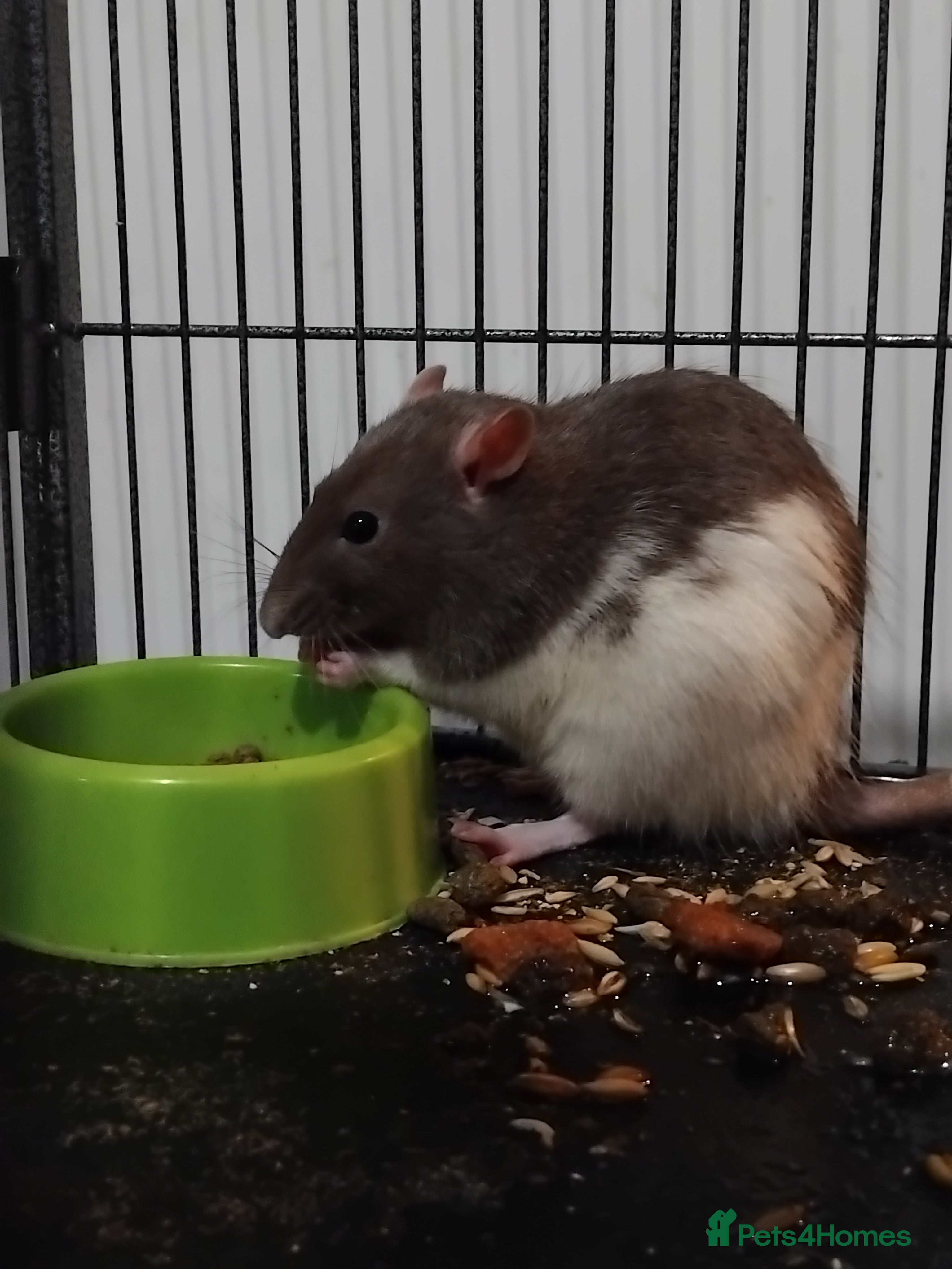 Rat rodents AGGRESSIVE rat for sale(read full description) - Advert 1