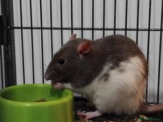 Rat rodents AGGRESSIVE rat for sale(read full description) - Advert 3