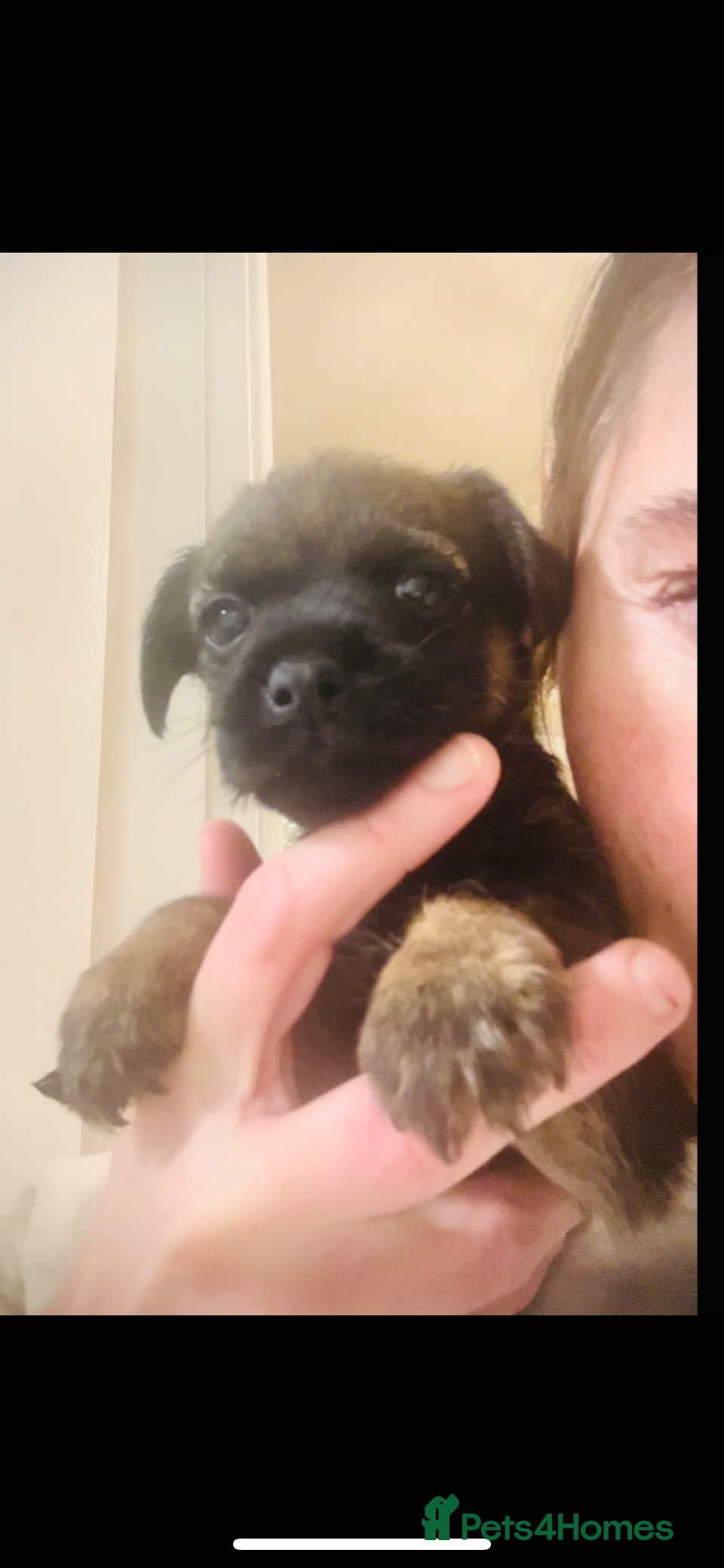 Border Terrier dogs Border Terrier puppies - Advert 2