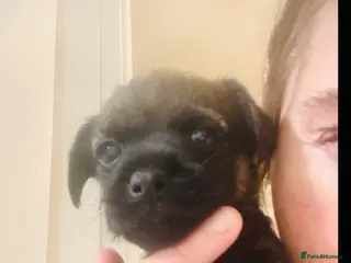 Border Terrier dogs Border Terrier puppies - Advert 2