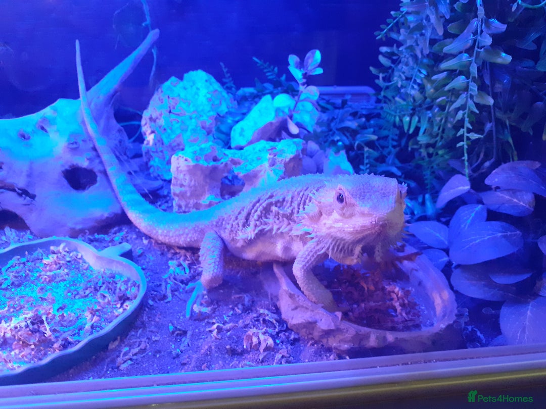 Bearded Dragon reptiles for sale: 1 male bearded dragon, with vivarium & full set up - Image 3
