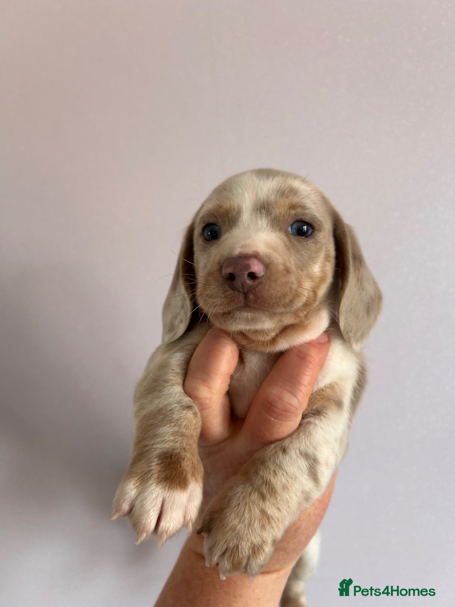 Dachshund dogs Miniature dachshund puppies for sale  - Advert 4
