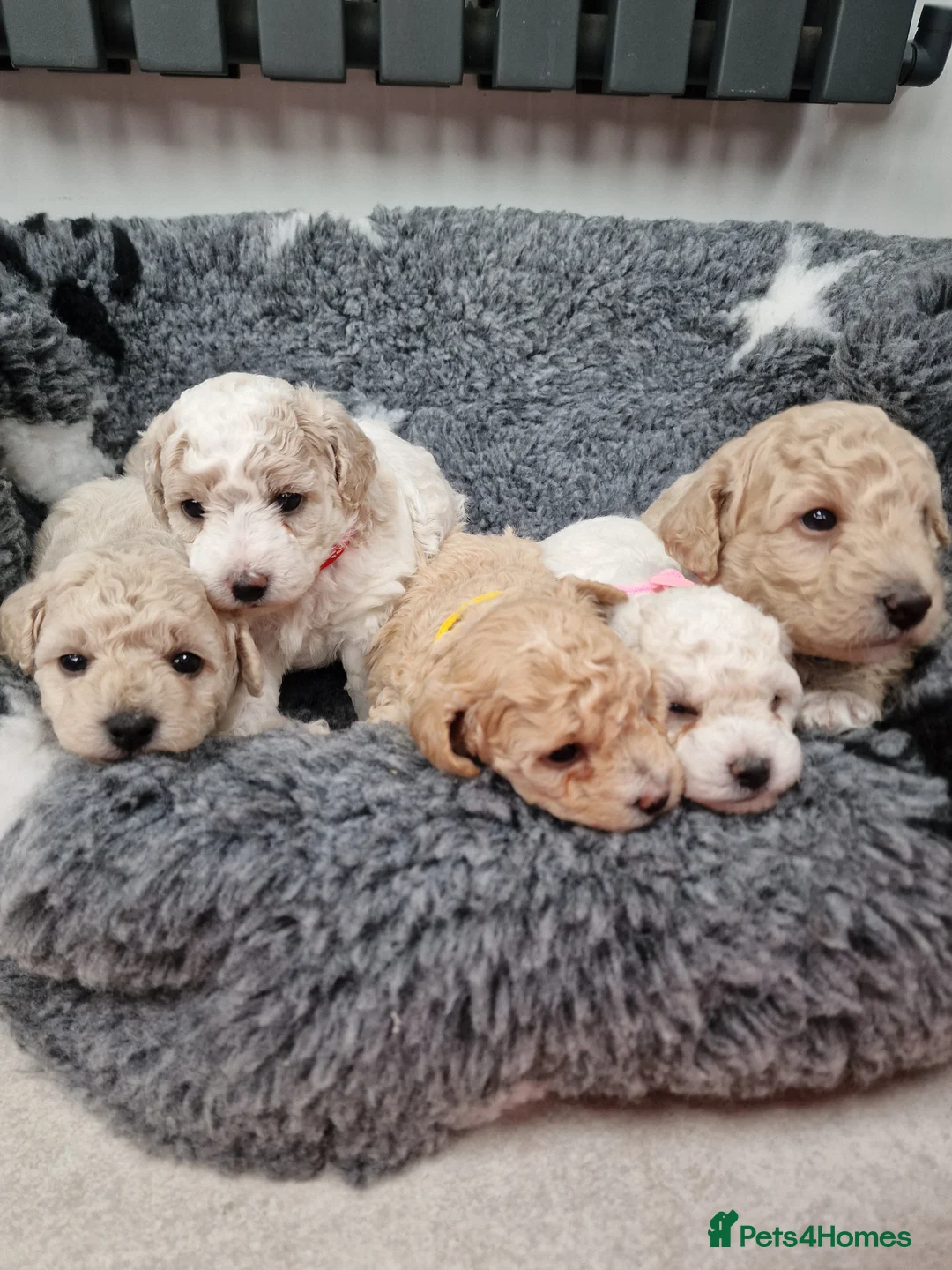 Poochon dogs for sale: Health-Tested Poochon Puppies – Ready 29th May in Carmarthen - Advert 2