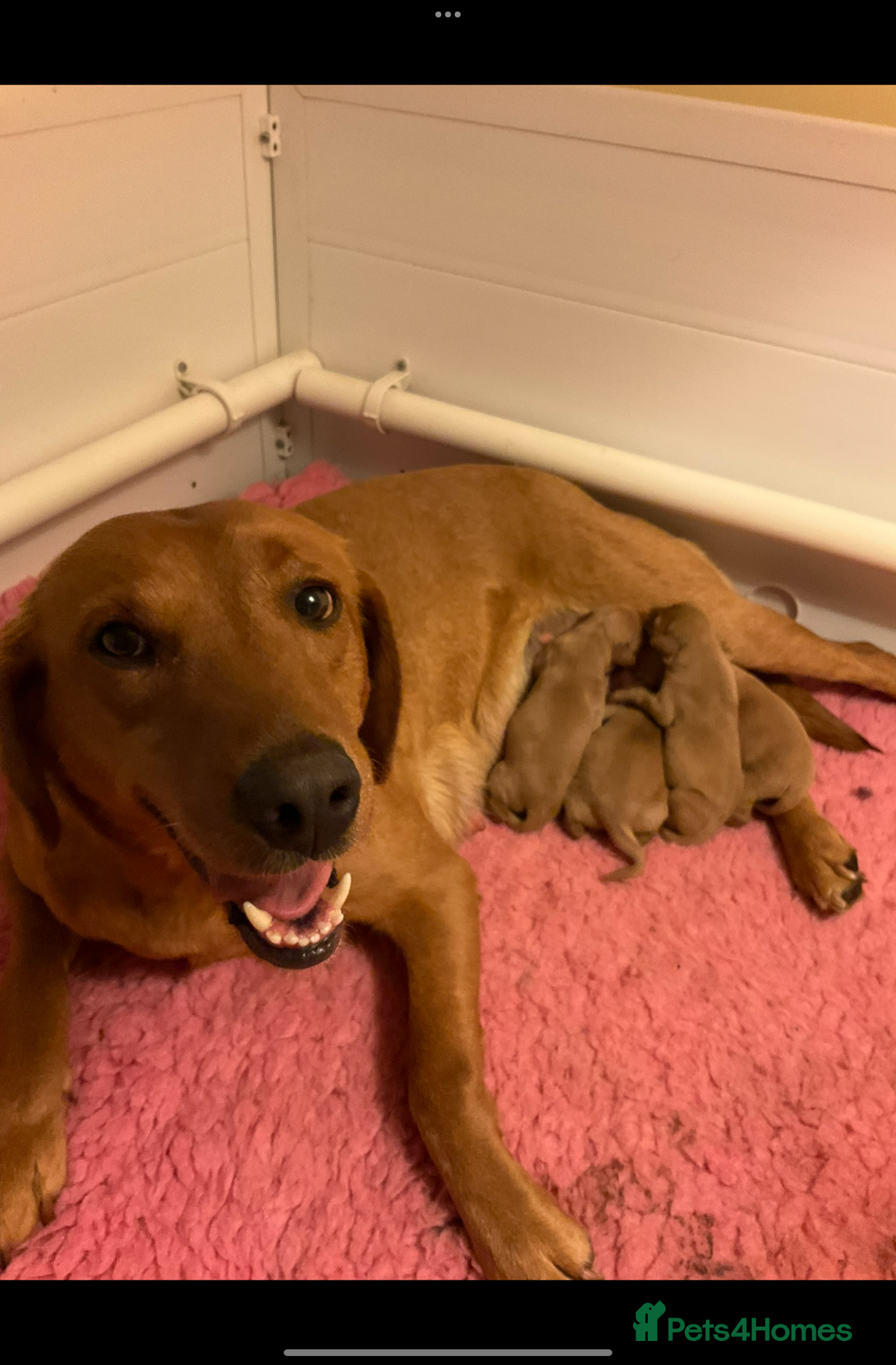 Labrador Retriever dogs for sale: Extensively health tested, kc Labradors puppies - Image 7
