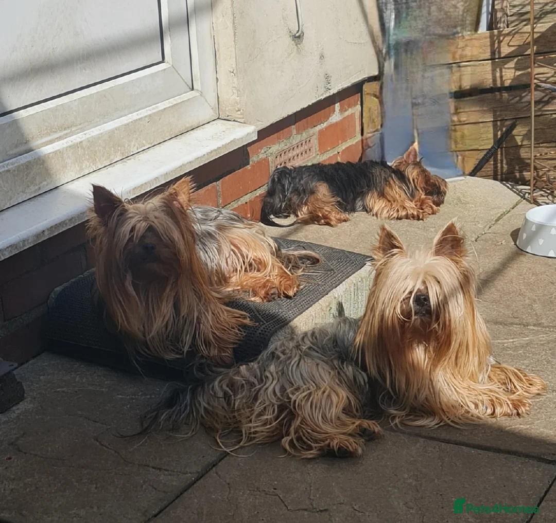 Yorkshire Terrier dogs for sale: Purebreed Yorkshire Terrier - Advert 6