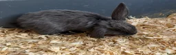Mini Lop rabbits for sale: Mixed litter of mini lops in Stockton-on-Tees - Advert 5
