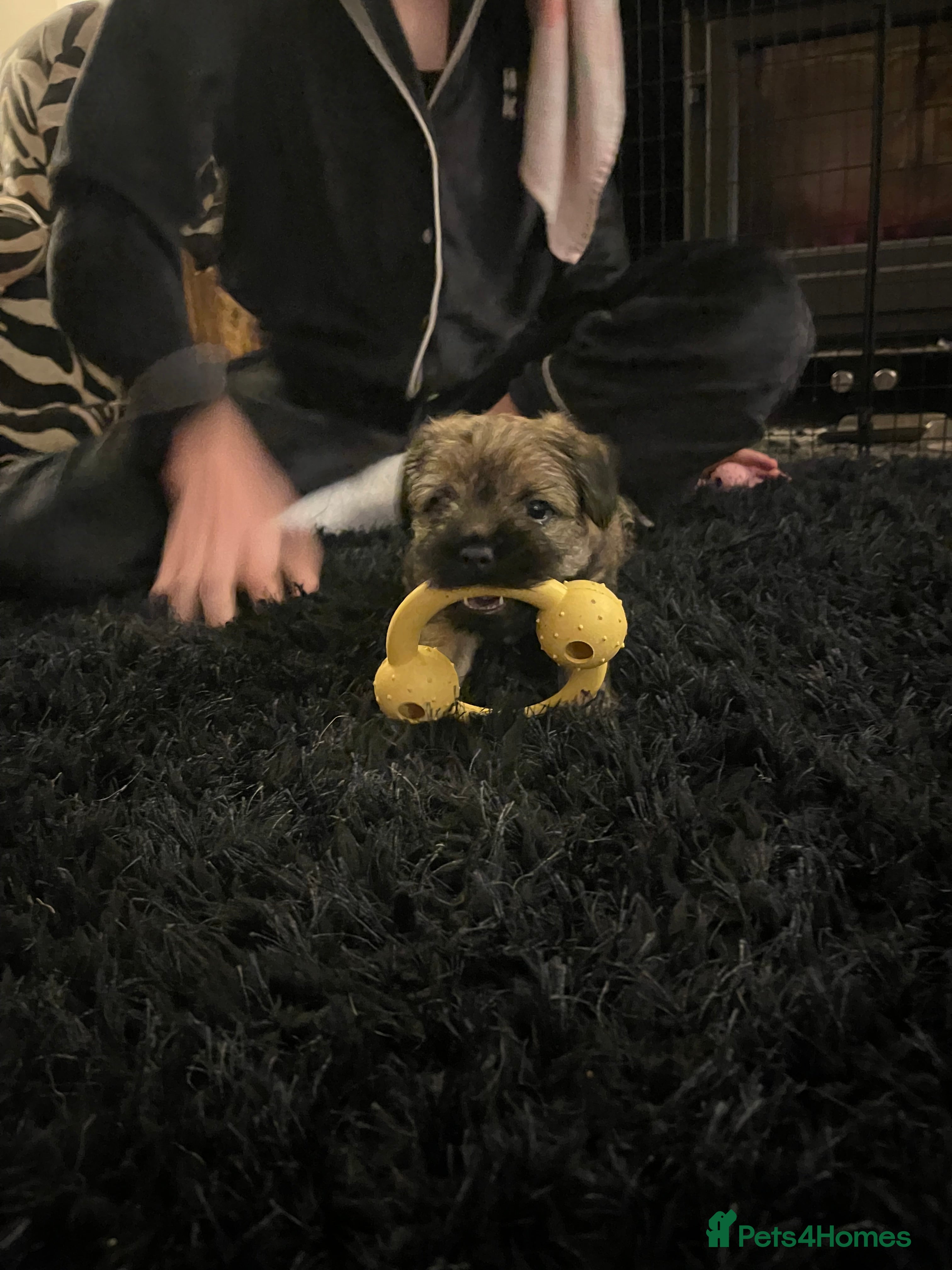 Border Terrier dogs Beautiful boarder terrier  - Advert 1