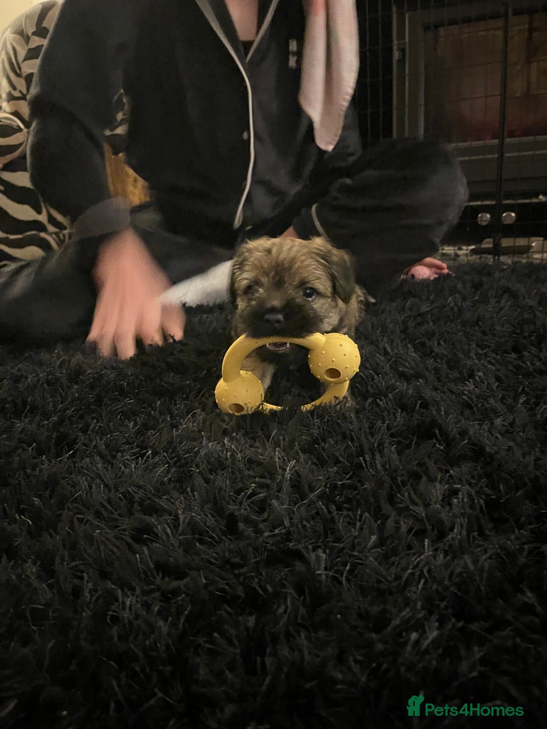 Border Terrier dogs for sale: Beautiful boarder terrier  - Advert 1