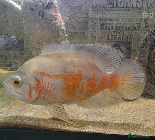 Cichlids fish - Advert 1