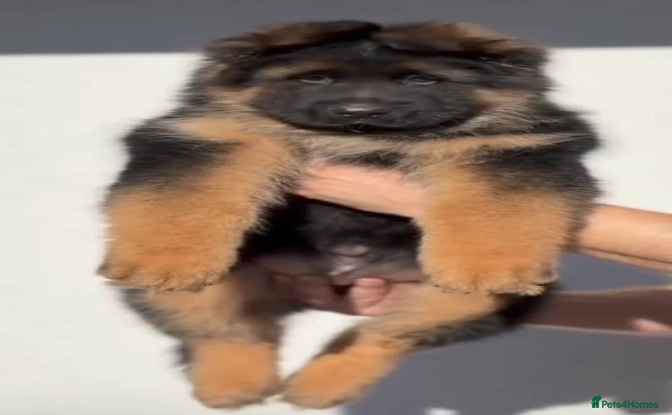 German Shepherd dogs - Advert 1