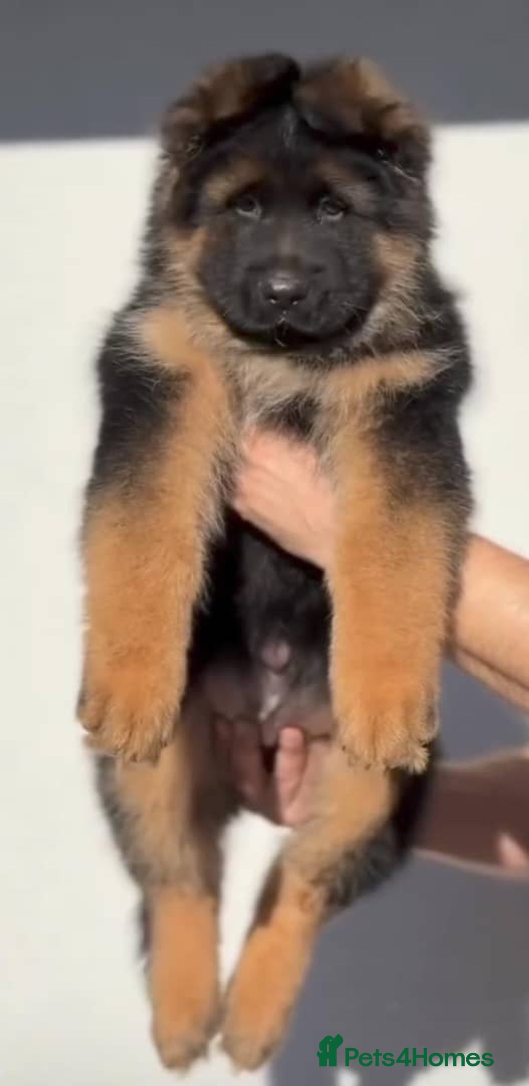 German Shepherd dogs for sale: Intelligent German Shepherd Puppies for Sale - Image 1