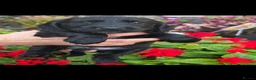 Sprocker dogs for sale: Sprocker spaniel puppies  - Advert 2