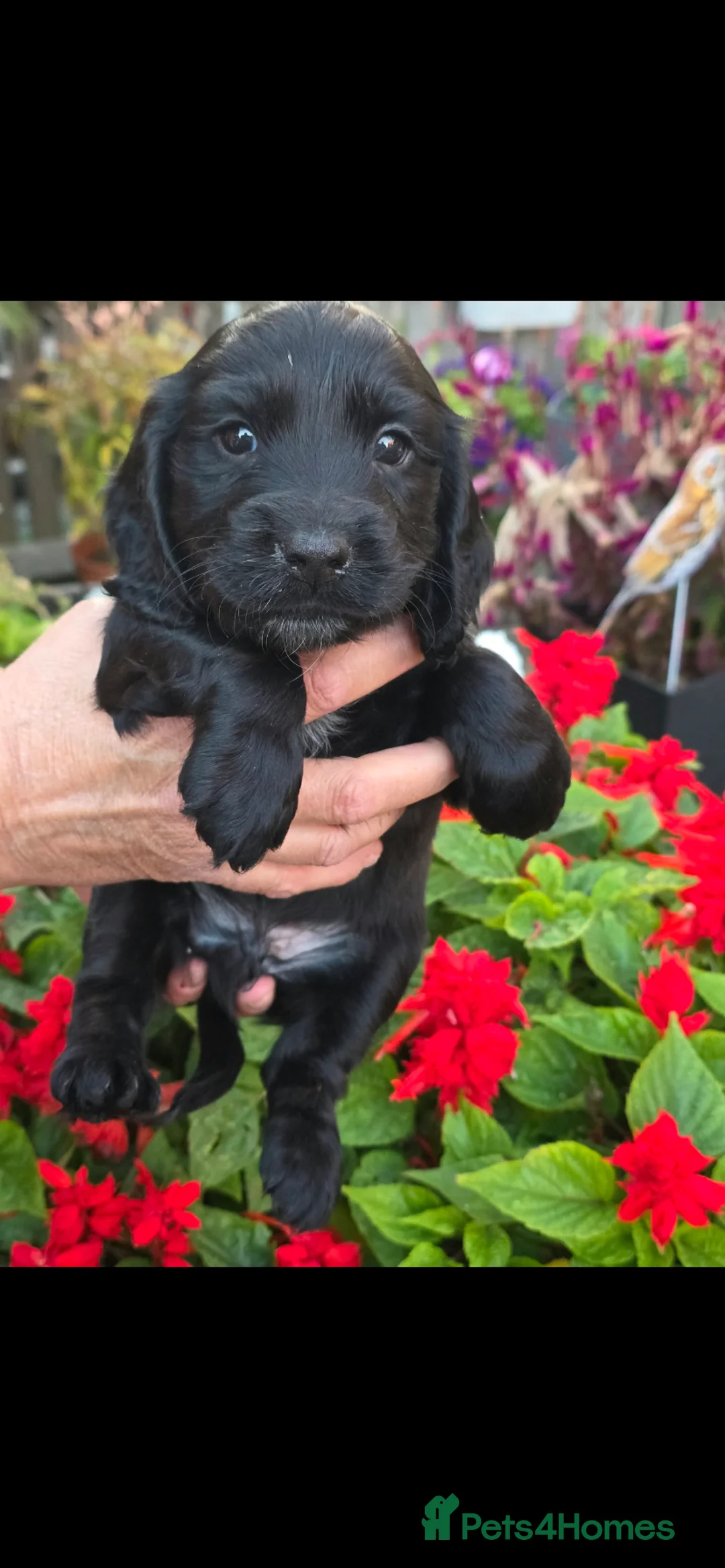 Sprocker dogs for sale: Sprocker spaniel puppies  - Advert 2