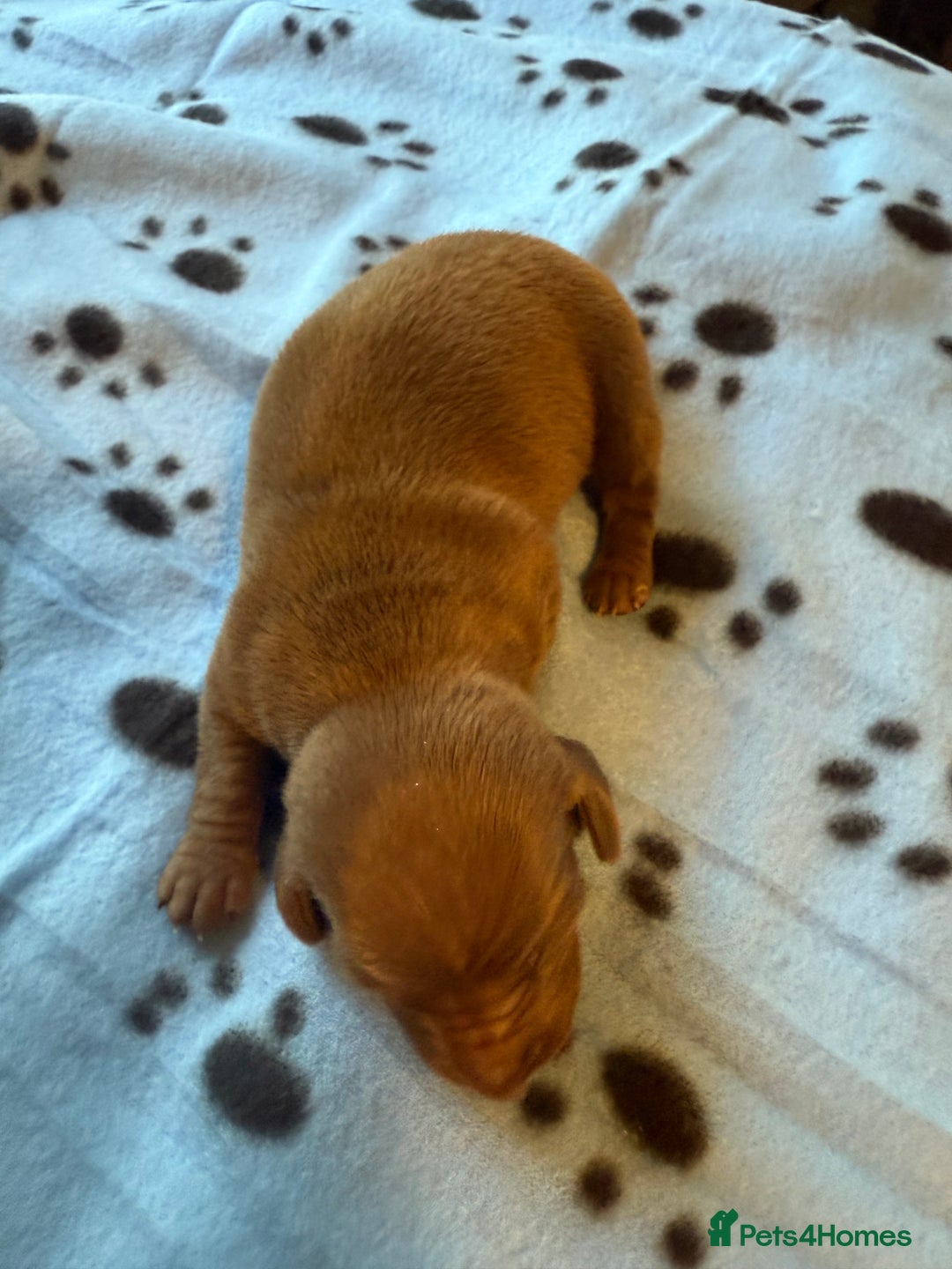 Miniature Dachshund dogs for sale: BEAUTIFUL KENNEL CLUB MINIATURE DACSHUND !! - Advert 8