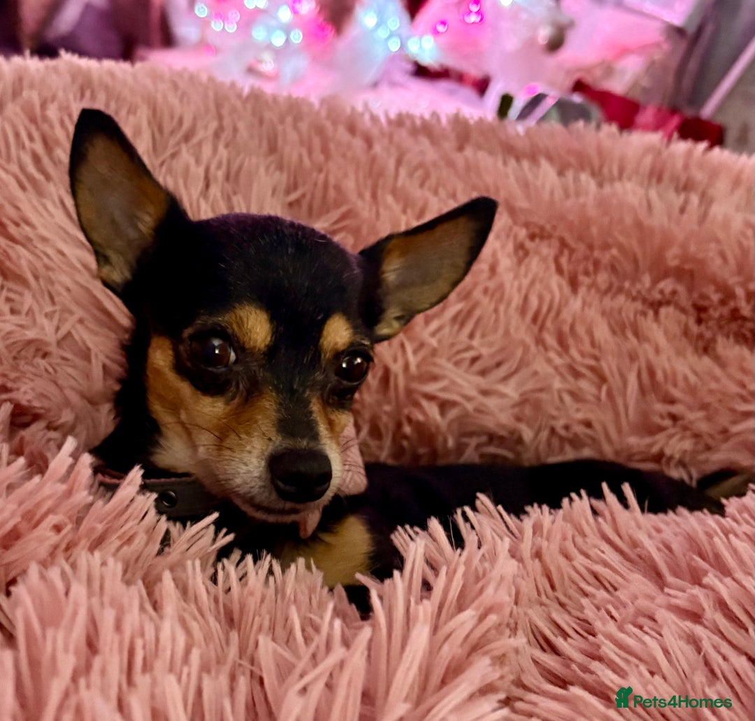 Chihuahua dogs for sale: Chihuahua seeks new postcode - Advert 2