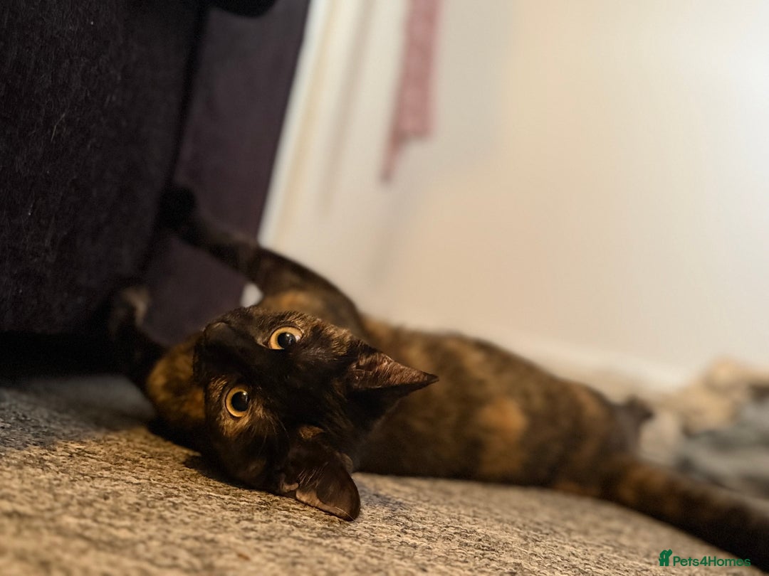 British Shorthair cats for sale: Female Tortoise shell tabby  - Image 3
