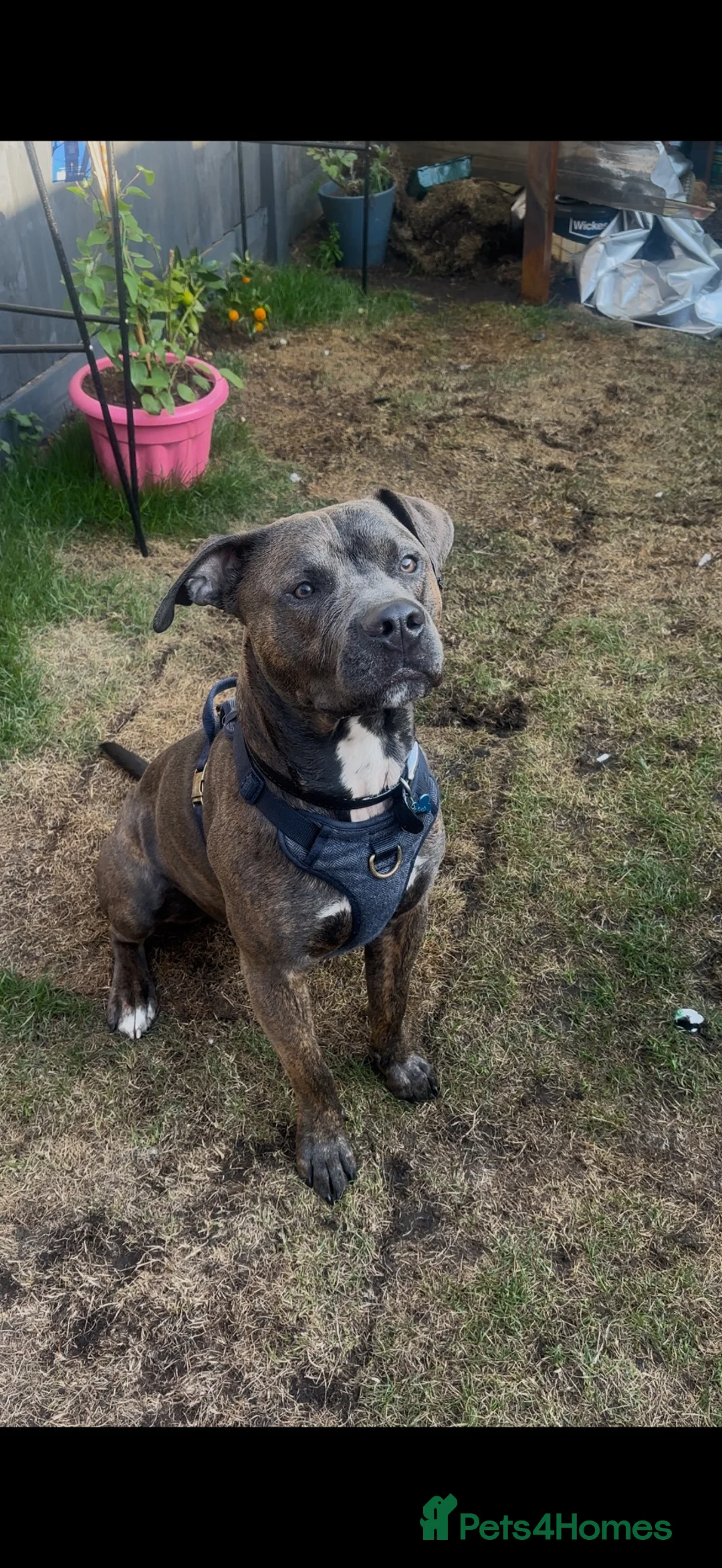 Mixed Breed dogs for sale: Koa is a staffy cross  - Advert 1