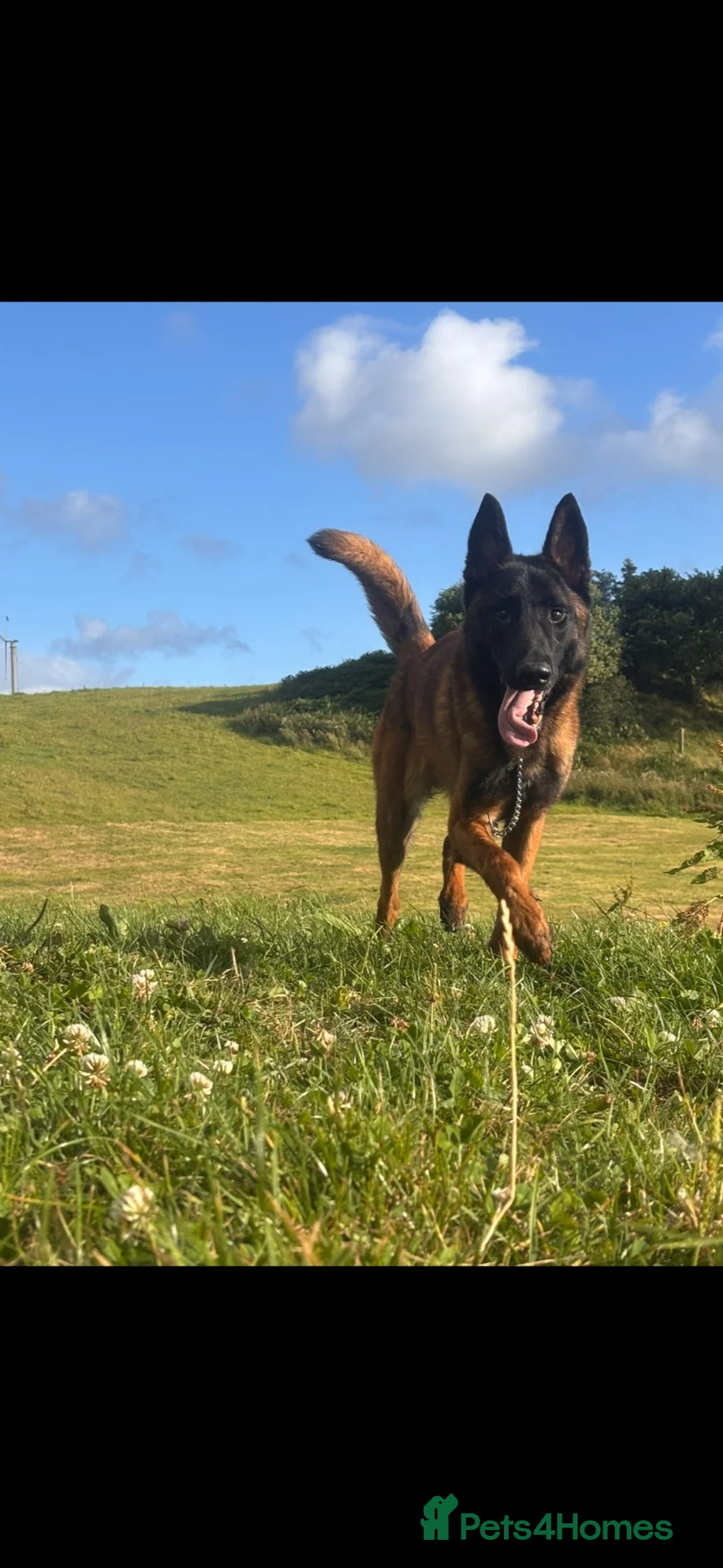 Belgian Shepherd Dog dogs for sale: Cosmo! - Advert 1