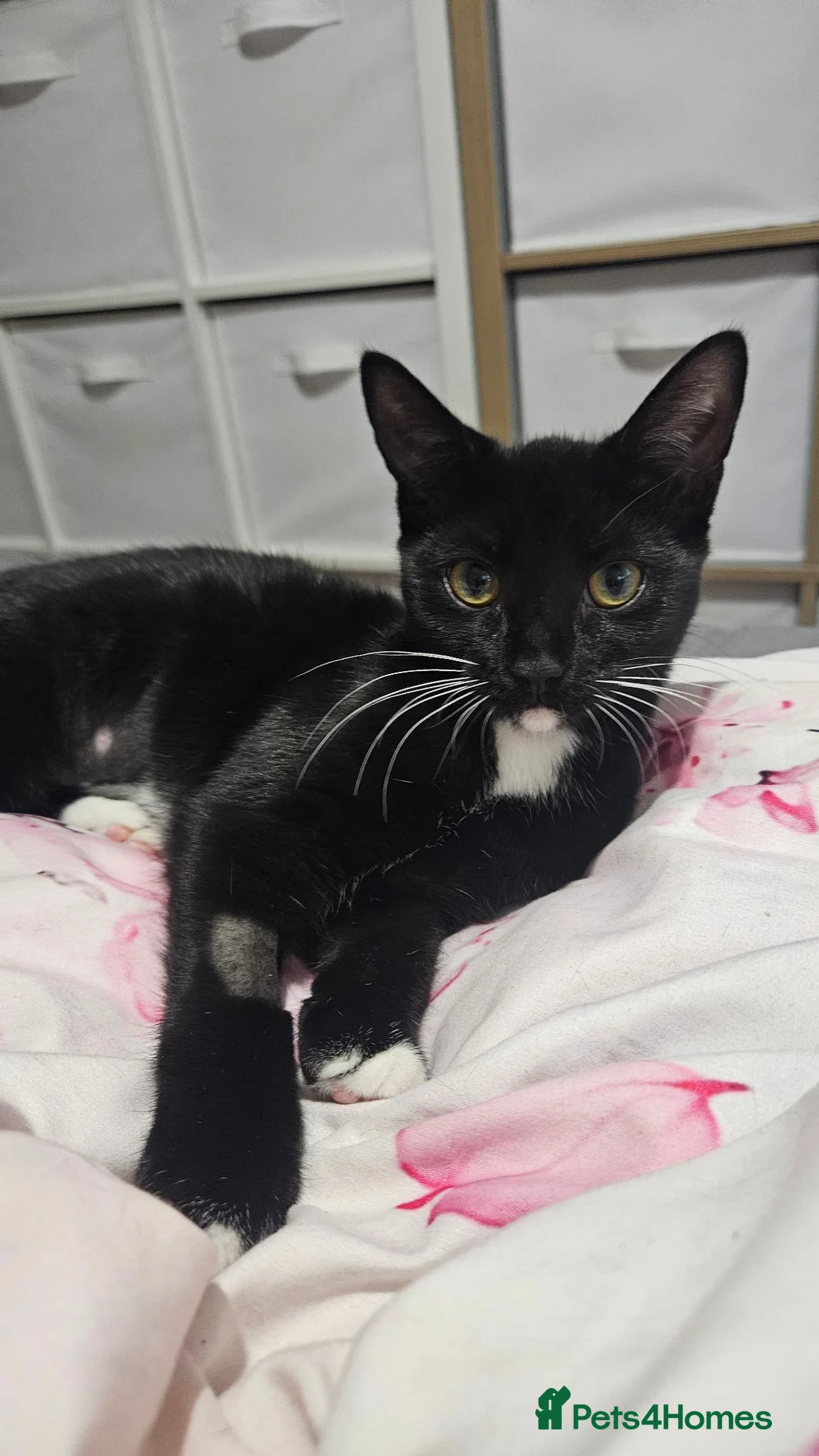 Mixed Breed cats for sale: Female microchiped and neutered - Advert 2