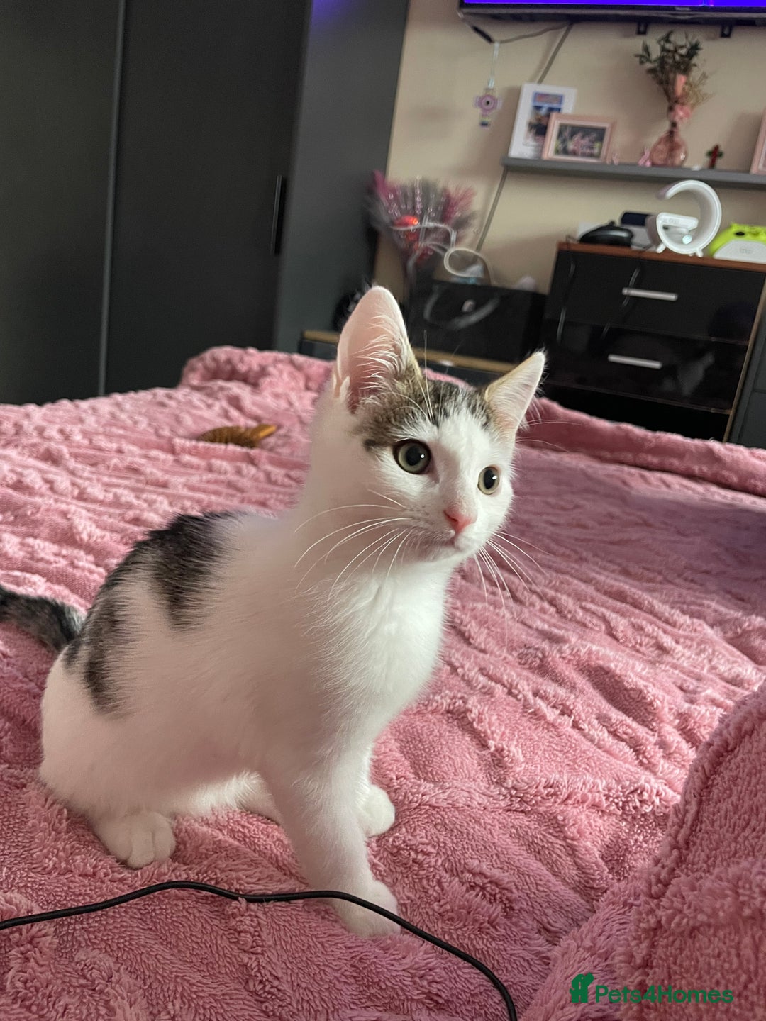 Turkish Van cats for sale: One male tri colour  - Image 3
