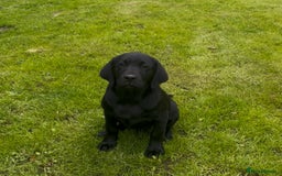 Labrador Retriever dogs for sale: 1 Black Bitch FTCH-sired puppy fully health tested in Leyburn - Image 1