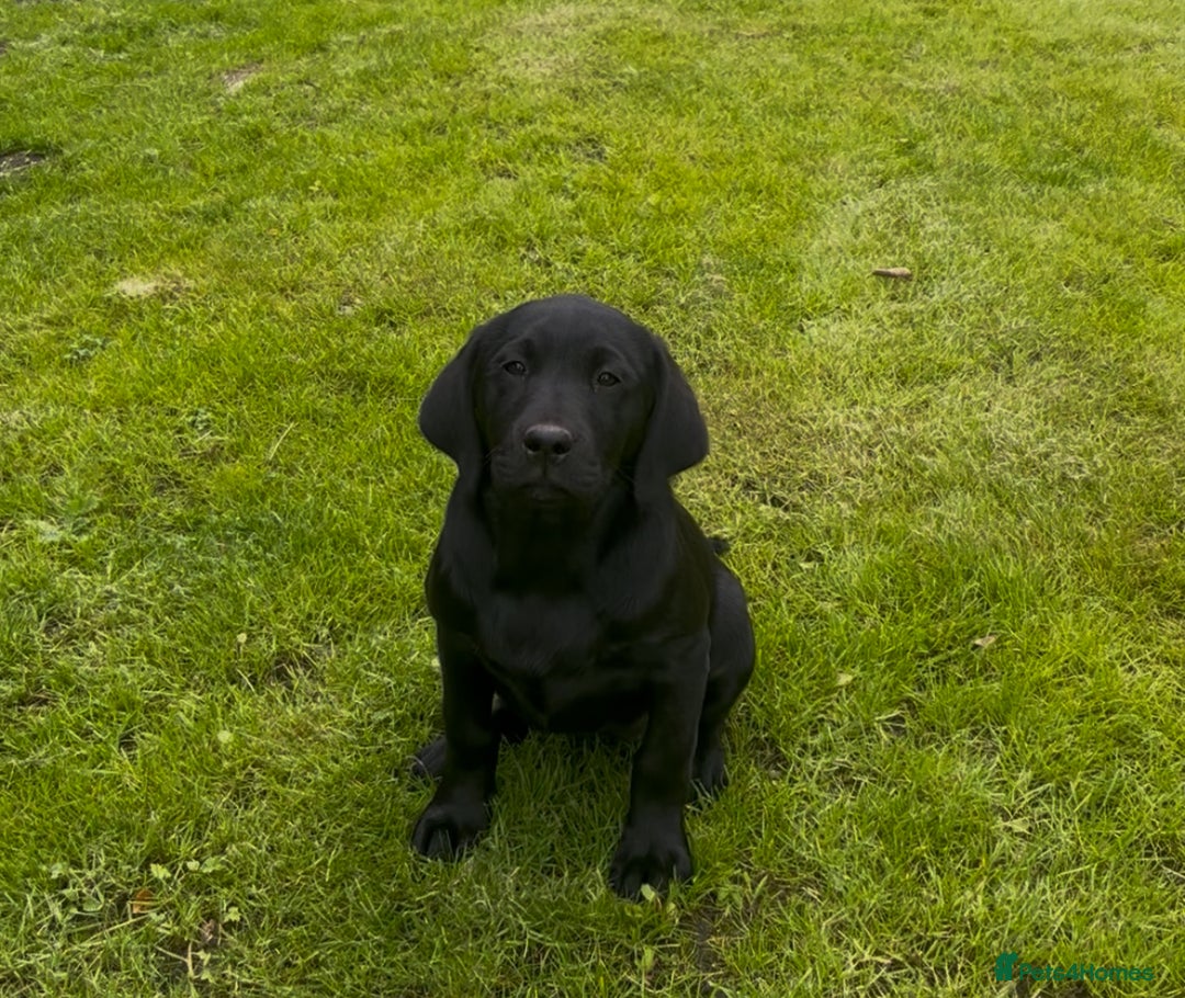 Labrador Retriever dogs for sale: 1 Black Bitch FTCH-sired puppy fully health tested in Leyburn - Image 1