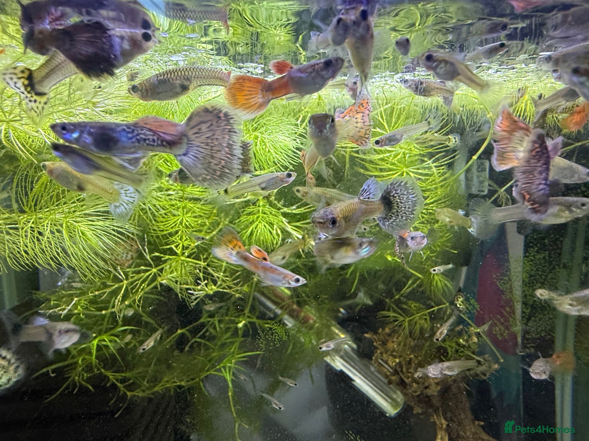 Live Bearers fish Guppy’s  - Advert 3