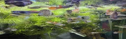 Live Bearers fish for sale: Guppy’s  - Advert 1