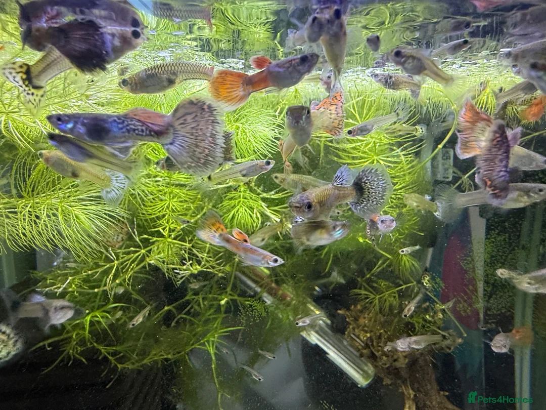 Live Bearers fish for sale: Guppy’s  - Advert 1