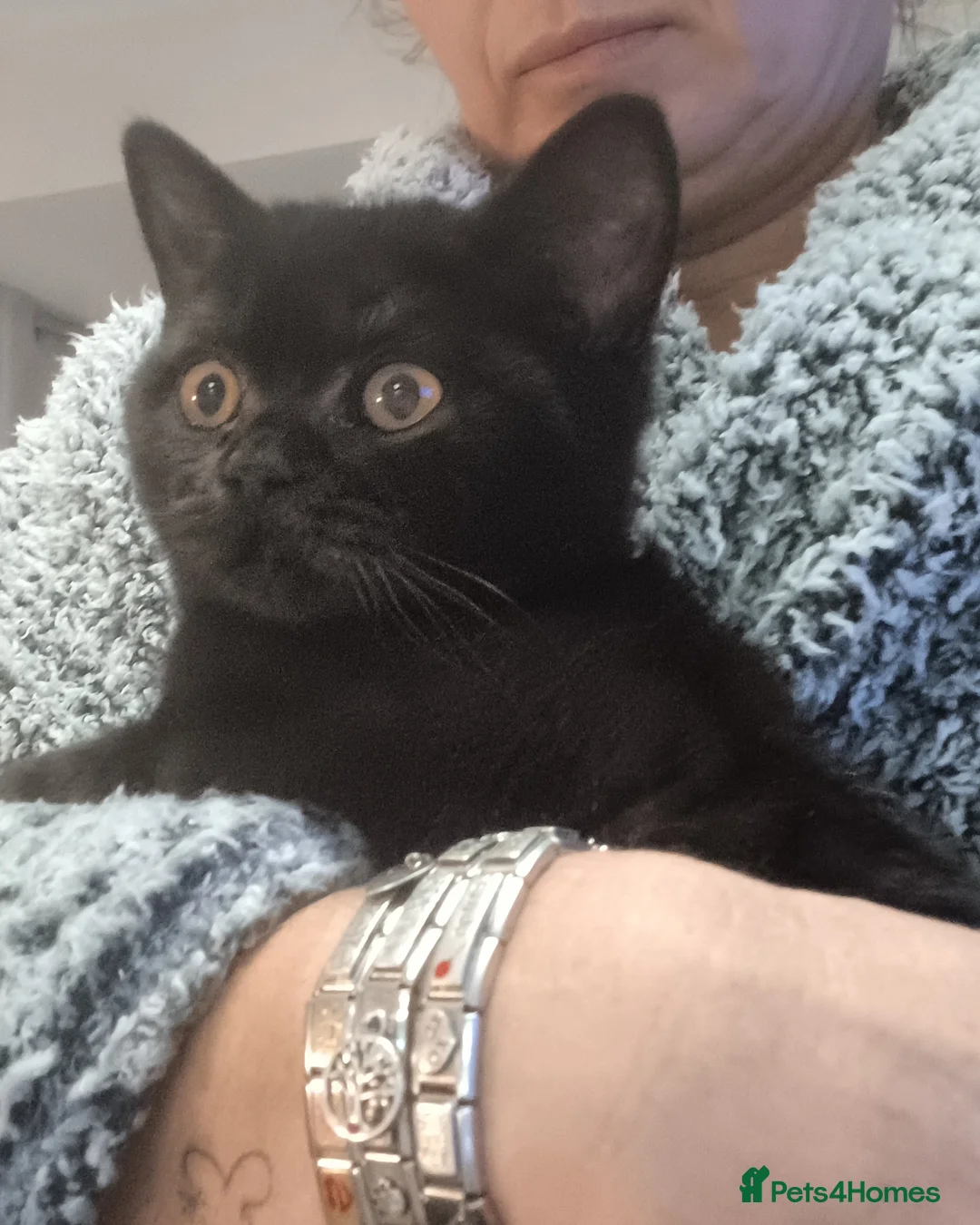 British Shorthair cats for sale: Loving Black male pedigree British Shorthair - Advert 1