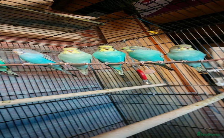 Budgerigars birds for sale - Advert 1