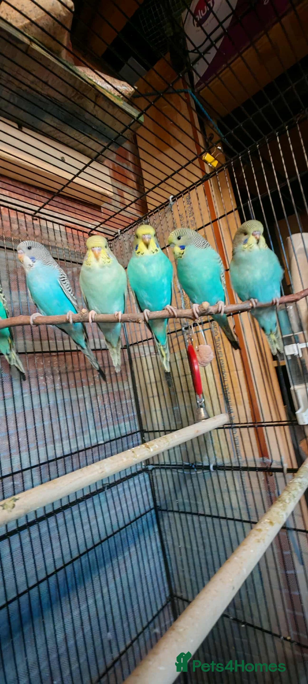 Budgerigars birds for sale: Budgies - Image 1
