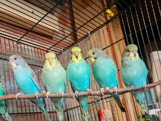 Budgerigars birds - Advert 1