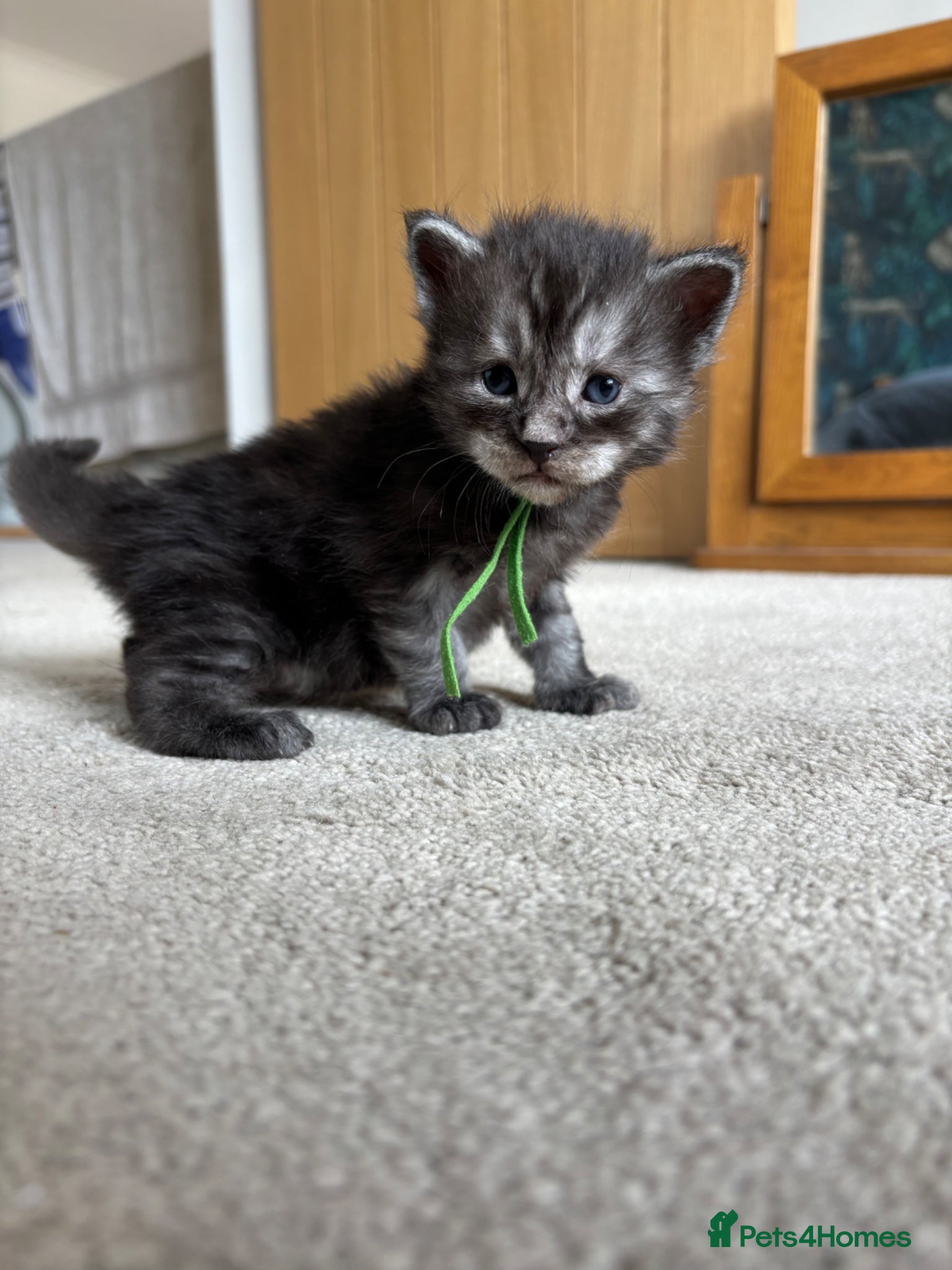 Maine Coon cats for sale: TICA Maine Coon Kittens  - Advert 29