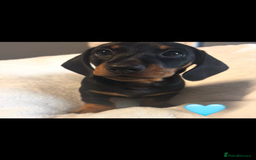 Dachshund dogs for sale: Miniature dachshunds puppies - Image 3