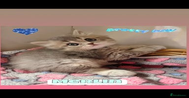 British Shorthair cats - Advert 13
