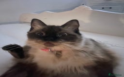 Ragdoll cats for sale: Ragdoll Female - Image 1