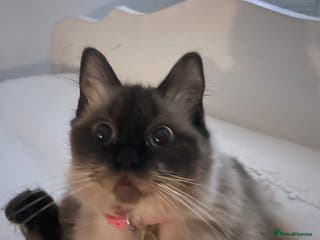 Ragdoll cats Ragdoll Female - Advert 11