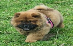 Chow Chow dogs for sale: KC uk registered chow chow puppies  - Image 1