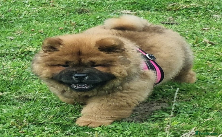 Chow Chow dogs - Advert 1