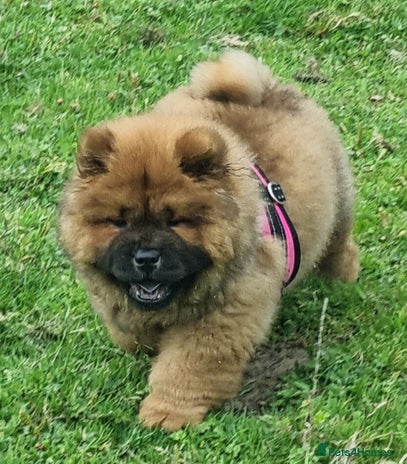 Chow Chow dogs - Advert 2